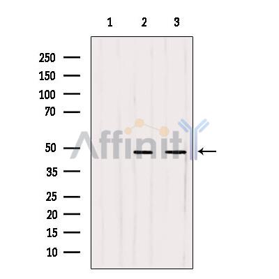 WDR18 Antibody - Western blot analysis of extracts from various samples, using WDR18 Antibody.