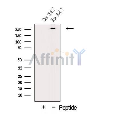 MUC3A Antibody - Western blot analysis of extracts from Raw 264.