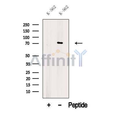 ARID3A Antibody - Western blot analysis of extracts from K-562 cells, using ARID3A Antibody.
