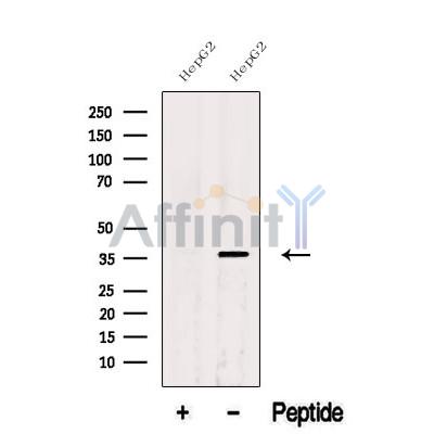 ATOH1 Antibody - Western blot analysis of extracts from HepG2 cells, using ATOH1 Antibody.