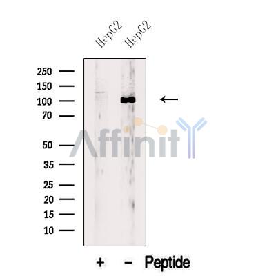 BBX Antibody - Western blot analysis of extracts from HepG2 cells, using BBX Antibody.