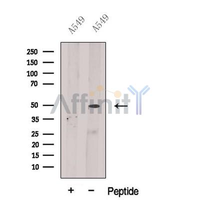 BPIL1 Antibody - Western blot analysis of extracts from A549 cells, using BPIL1 Antibody.