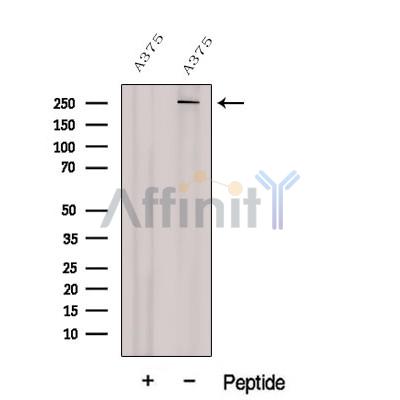 NG2 Antibody - Western blot analysis of extracts from A375 cells, using NG2 Antibody.