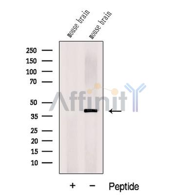 DNAJB12 Antibody - Western blot analysis of extracts from Mouse brain tissue , using DNAJB12 Antibody.