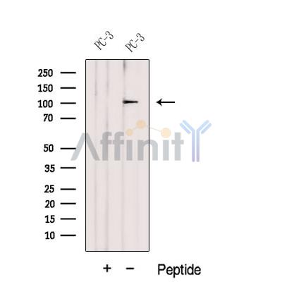 DZIP1 Antibody - Western blot analysis of extracts from PC-3 cells, using DZIP1 Antibody.