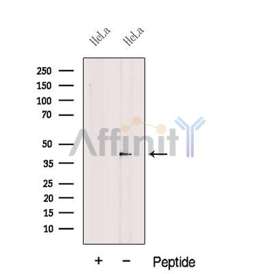 EIF3M Antibody - Western blot analysis of extracts from HeLa cells, using EIF3M Antibody.