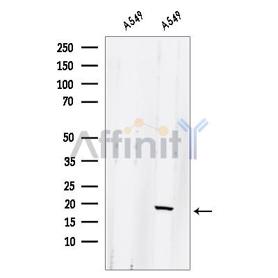 GLRX2 Antibody - Western blot analysis of extracts from A549 cells, using GLRX2 Antibody.