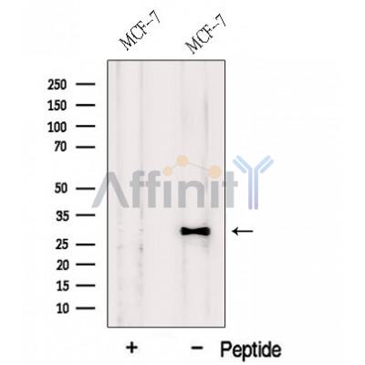 HDGFRP3 Antibody - Western blot analysis of extracts from MCF-7 cells, using HDGFRP3 Antibody.