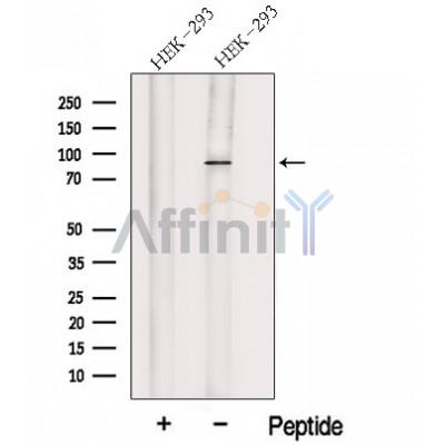 HOOK1 Antibody - Western blot analysis of extracts from HEK-293 cells, using HOOK1 Antibody.