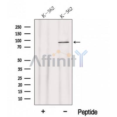 HPS4 Antibody - Western blot analysis of extracts from K-562 cells, using HPS4 Antibody.