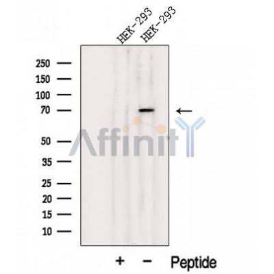 JAKMIP1 Antibody - Western blot analysis of extracts from HEK-293 cells, using JAKMIP1 Antibody.