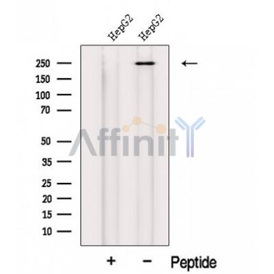 MED12 Antibody - Western blot analysis of extracts from HepG2 cells, using MED12 Antibody.