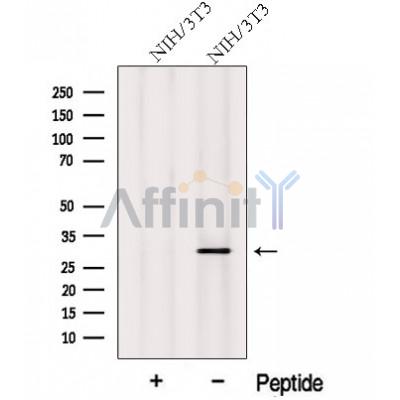 MITD1 Antibody - Western blot analysis of extracts from NIH/3T3 cells, using MITD1 Antibody.