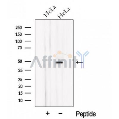 NXN Antibody - Western blot analysis of extracts from HeLa cells, using NXN Antibody.
