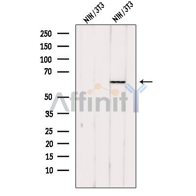 PACSIN2 Antibody - Western blot analysis of extracts from NIH/3T3 cells, using PACSIN2 Antibody.