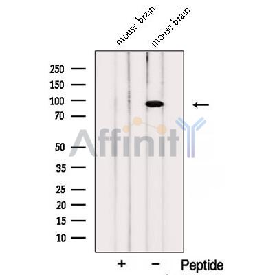 PTPRS Antibody - Western blot analysis of extracts from Mouse brain tissue, using PTPRS Antibody.