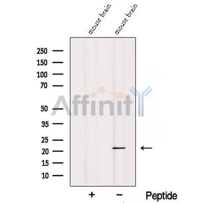 REEP1 Antibody - Western blot analysis of extracts from Mouse brain tissue , using REEP1 Antibody.