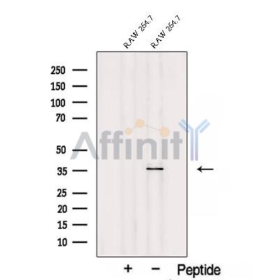 SEC13 Antibody - Western blot analysis of extracts from RAW 264.