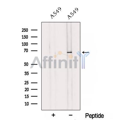 TH1L Antibody - Western blot analysis of extracts from A549 cells, using TH1L Antibody.