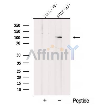 ZHX1 Antibody - Western blot analysis of extracts from HEK-293 cells, using ZHX1 Antibody.