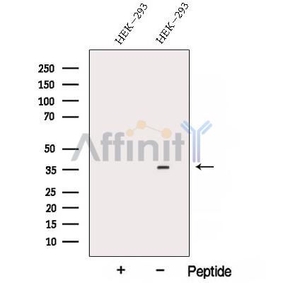 ARMC10 Antibody - Western blot analysis of extracts from HEK-293 cells, using ARMC10 Antibody.