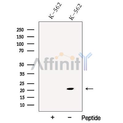ARPC3 Antibody - Western blot analysis of extracts from K-562 cells, using ARPC3 Antibody.
