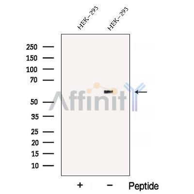 ATL3 Antibody - Western blot analysis of extracts from HEK-293 cells, using ATL3 Antibody.