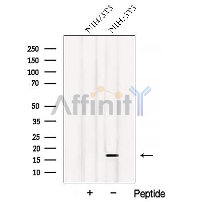 ATP5D Antibody - Western blot analysis of extracts from NIH/3T3 cells, using ATP5D Antibody.
