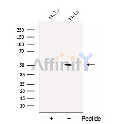 C14orf39 Antibody - Western blot analysis of extracts from HeLa cells, using C14orf39 Antibody.