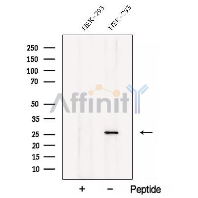 C7orf30 Antibody - Western blot analysis of extracts from HEK-293 cells, using C7orf30 Antibody.