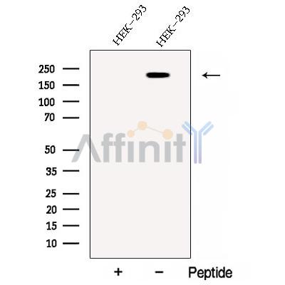 CAPRIN2 Antibody - Western blot analysis of extracts from HEK-293 cells, using CAPRIN2 Antibody.
