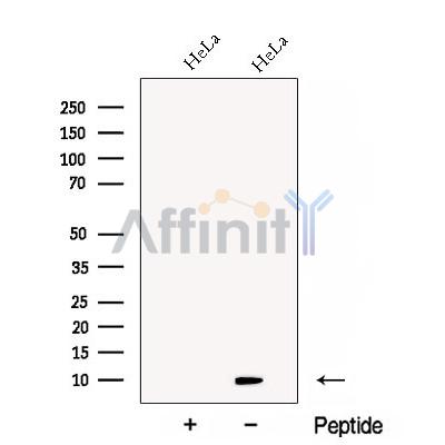 CDC26 Antibody - Western blot analysis of extracts from HeLa cells, using CDC26 Antibody.