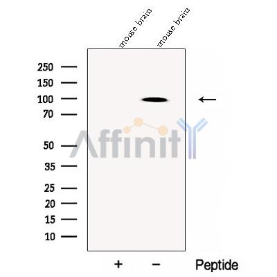 Chromogranin B Antibody - Western blot analysis of extracts from Mouse brain tissue, using Chromogranin B Antibody.