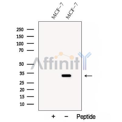 CIP29 Antibody - Western blot analysis of extracts from MCF-7 cells, using SARNP Antibody.