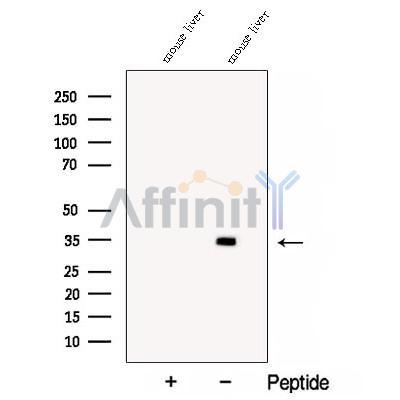COQ4 Antibody - Western blot analysis of extracts from Mouse liver tissue , using COQ4 Antibody.