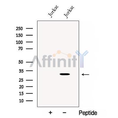 CRISP3 Antibody - Western blot analysis of extracts from Jurkat cells, using CRISP3 Antibody.