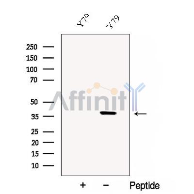 CRX Antibody - Western blot analysis of extracts from Y79 cells, using CRX Antibody.