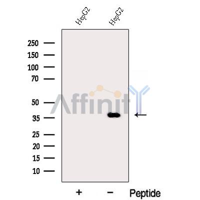 DDRGK1 Antibody - Western blot analysis of extracts from HepG2 cells, using DDRGK1 Antibody.