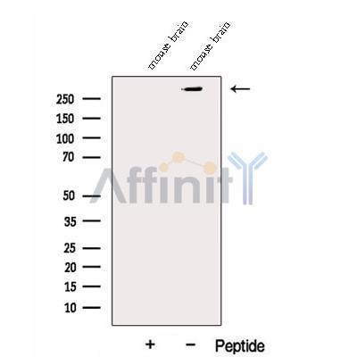 DMXL2 Antibody - Western blot analysis of extracts from Mouse brain tissue , using DMXL2 Antibody.