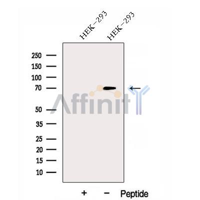 DNAJC21 Antibody - Western blot analysis of extracts from HEK-293 cells, using DNAJC21 Antibody.