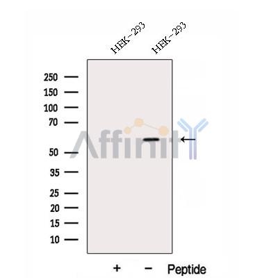 DNAJC7 Antibody - Western blot analysis of extracts from HEK-293 cells, using DNAJC7 Antibody.