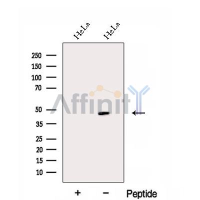 EAF1 Antibody - Western blot analysis of extracts from HeLa cells, using EAF1 Antibody.