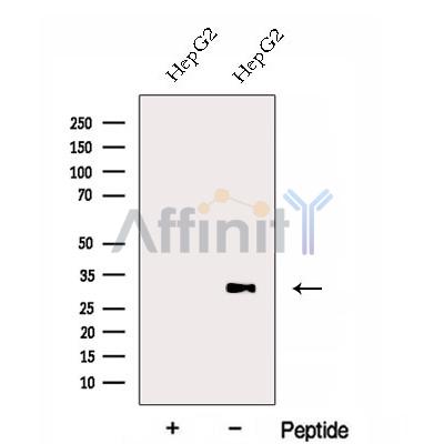 ERGIC1 Antibody - Western blot analysis of extracts from HepG2 cells, using ERGIC1 Antibody.
