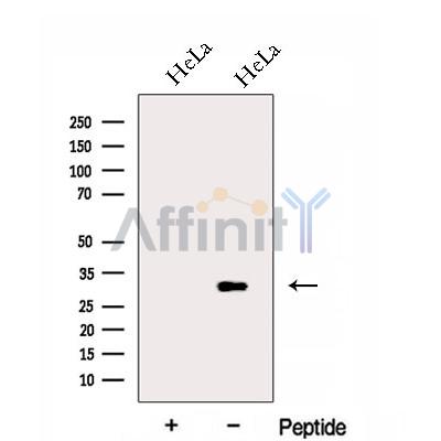 FAM92A1 Antibody - Western blot analysis of extracts from HeLa cells, using FAM92A1 Antibody.