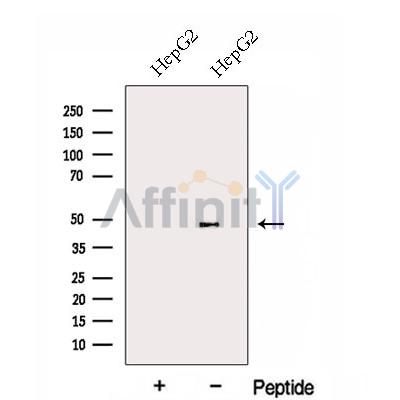 FBXL14 Antibody - Western blot analysis of extracts from HepG2 cells, using FBXL14 Antibody.