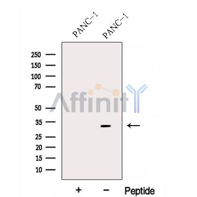 FBXO27 Antibody - Western blot analysis of extracts from PANC-1 CELLS, using FBXO27 Antibody.
