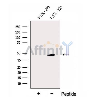 FBXW2 Antibody - Western blot analysis of extracts from HEK-293 cells, using FBXW2 Antibody.