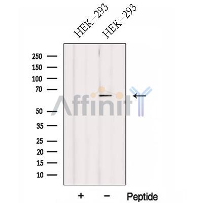FBXW5 Antibody - Western blot analysis of extracts from HEK-293 cells, using FBXW5 Antibody.