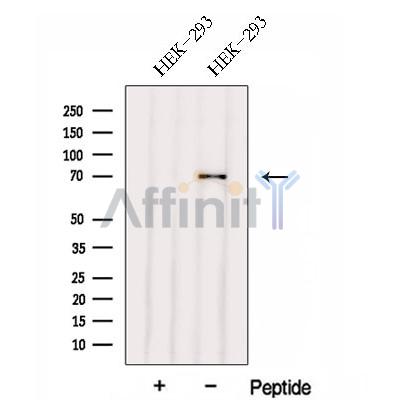 FERMT1 Antibody - Western blot analysis of extracts from HEK-293 cells, using FERMT1 Antibody.