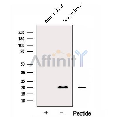FNDC5 Antibody - Western blot analysis of extracts from Mouse liver tissue , using FNDC5 Antibody.